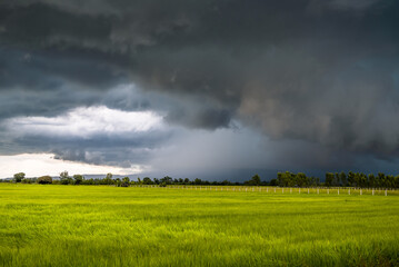 Big dark clouds come to the green rice field with the harsh wind and falling rain in the countryside