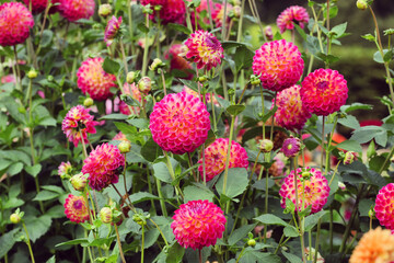 Ball dahlia 'Hapet Daydream' in flower