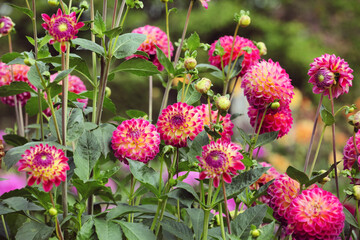 Ball dahlia 'Hapet Daydream' in flower