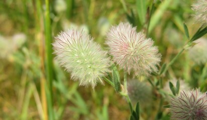 Panoramic view of beautiful rabbitfoot clover flowers in the meadow