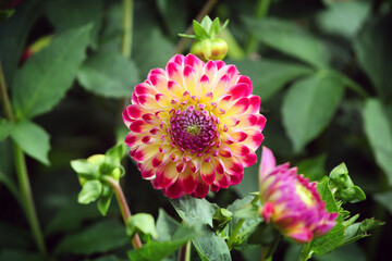 Fototapeta premium Ball dahlia 'Hapet Daydream' in flower