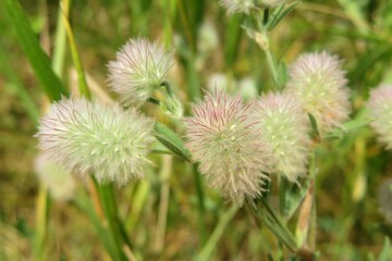 Rabbitfoot clover flowers in the meadow, closeup