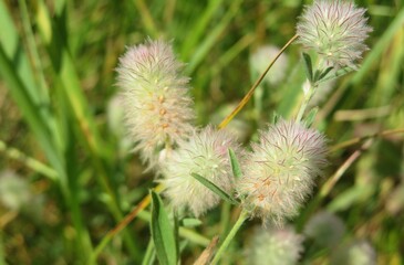 Rabbitfoot flowers in the meadow on natural green background, closeup