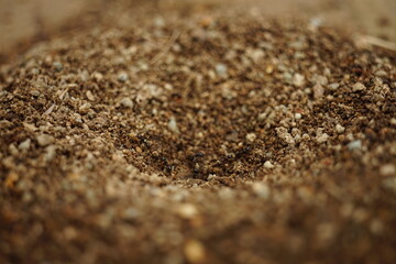 Small nest of ants close-up. Macro view of anthill.