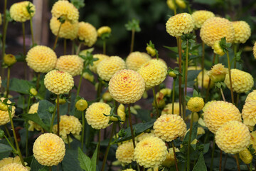 Pompon dahlia 'Hollywood Twilight' in flower