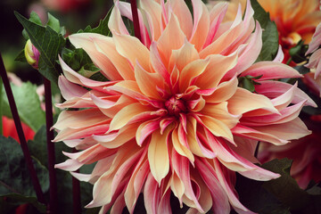 Giant Decorative Dahlia 'labyrinth' in flower © Alexandra