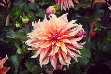Giant Decorative Dahlia 'labyrinth' in flower © Alexandra