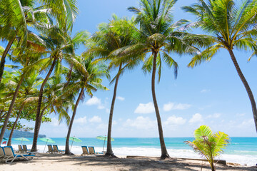 palm trees on the beach