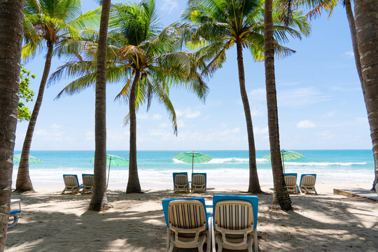 People relaxing on umbrellas beach summer day.Coconut trees beside blue sky white clouds 