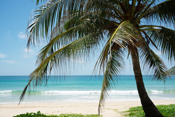 Obraz na płótnie Canvas Coconut trees on beach on island blue sky and clouds background..