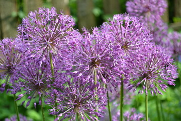 bee on a flower