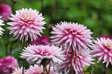 Dahlia 'Normandie Memories' in flower