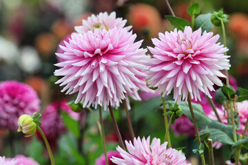 Obraz premium Dahlia 'Normandie Memories' in flower