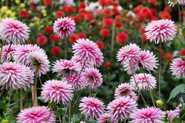 Dahlia 'Normandie Memories' in flower © Alexandra