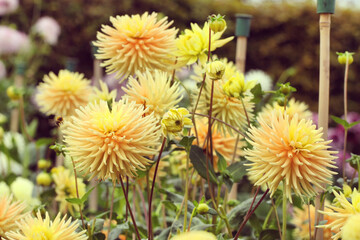 Small cactus dahlia 'Hillcrest Jersie' in flower