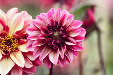 Small decorative Dahlia 'Senior's Hope' in flower