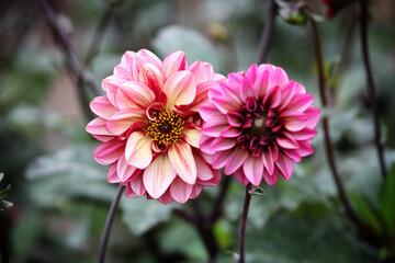 Small decorative Dahlia 'Senior's Hope' in flower