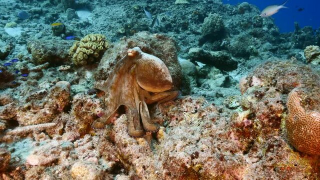 Seascape with Octopus in the coral reef of Caribbean Sea, Curacao
