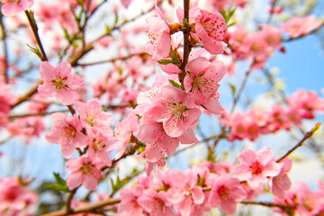 Fototapeta na wymiar spring flower cherry in garden macro