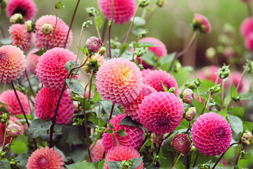 Pink Dahlia 'Polventon Kristobel' in flower