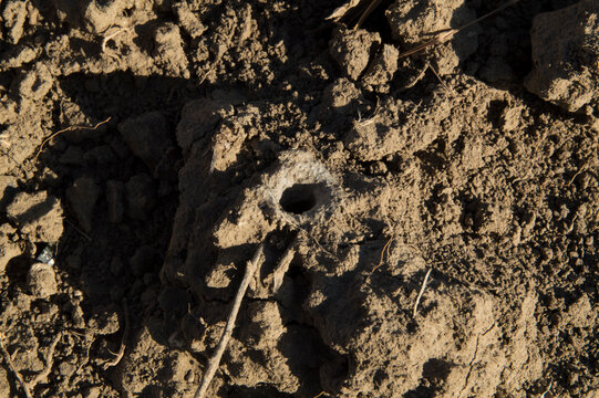 close-up: south russian tarantula hole in the field