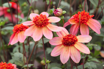 Orange and red anemone dahlia 'Totally tangerine' in flower