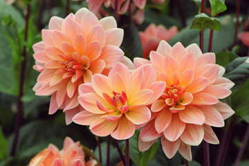 Decorative Dahlia 'Mister Frans' in flower