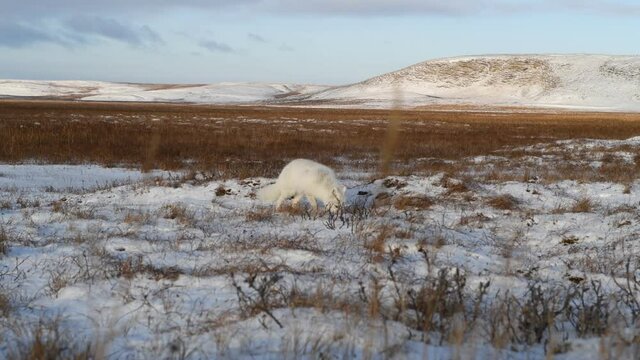 Arctic fox in winter time in tundra 