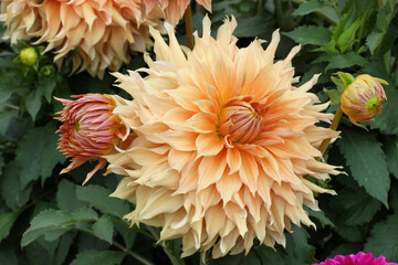 Ball dahlia 'Aggie White' in flower