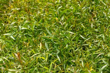 Melaleuca cajuputi seedlings, commonly known as cajuput, in the nursery. Shallow focus.