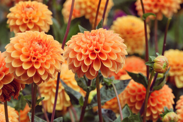 Orange ball dahlia 'Sylvia' in flower