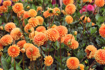 Orange ball dahlia 'Sylvia' in flower