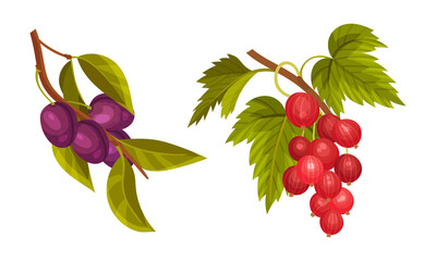 Plum and gooseberry tree branches set. Twigs with green leaves and ripe juicy fruits and beriies vector illustration