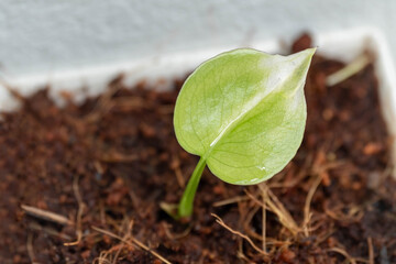 Small monstera seedlings with bright green leaves. in the seedling nursery in the nursery