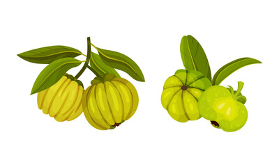 Green exotic tropical fruits with leaves set vector illustration