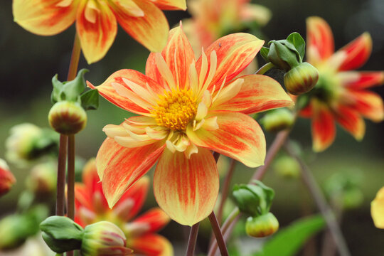 Orange and yellow collarette dahlia in flower