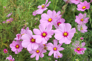 Obraz na płótnie Canvas Pink cosmos blooming in the late summer