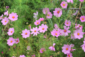 Pink cosmos blooming in the late summer