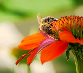 Bee collecting nectar in an echinacea flower blossom