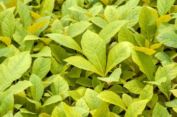 Teak plants seedling (Tectona grandis) in the nursery in Gunung Kidul, Yogyakarta, Indonesia