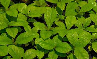 Teak plants seedling (Tectona grandis) in the nursery in Gunung Kidul, Yogyakarta, Indonesia