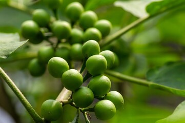 Traditional Sundanese raw salads Leunca Solanum nigrum