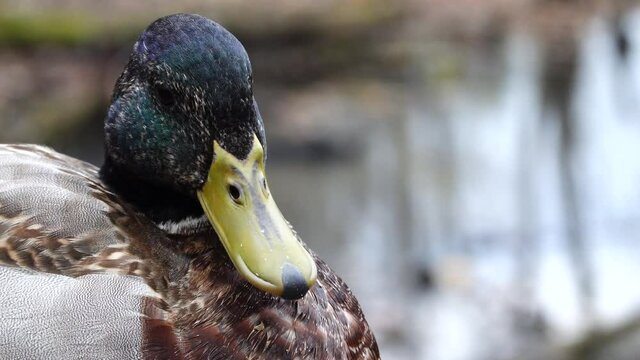 a female resting duck