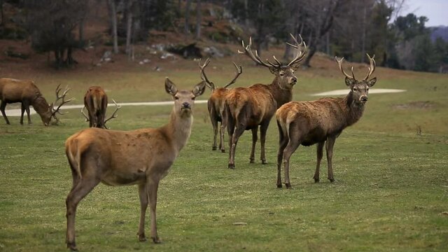 A group of red deer