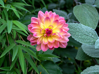 Beautiful Dahlia flower surrounded by green plants in a garden