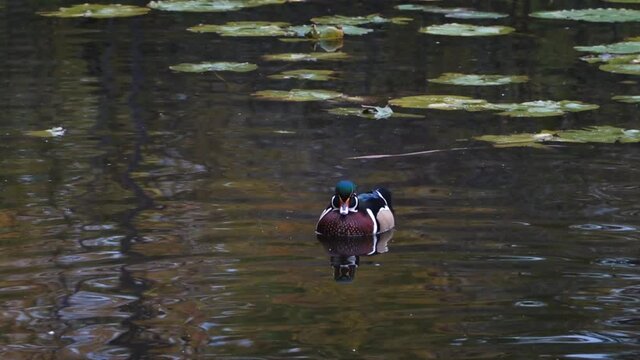 a lone male wood duck on a lake