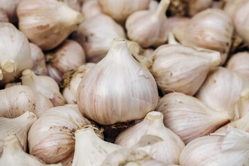 Close-up of heads of garlic. Garlic. Many heads of garlic. Unpeeled garlic