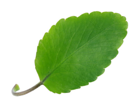 Medicinal Kalanchoe or Herbal bryophillum over white background