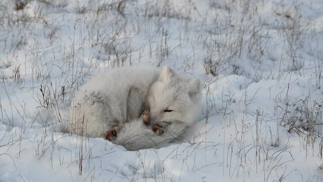Arctic fox (Vulpes Lagopus) in wilde tundra. Arctic fox lying. Sleeping in tundra.