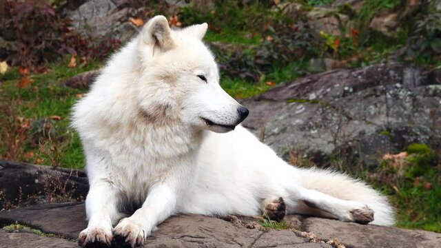 a lone resting arctic wolf 